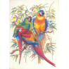Kit Perroquets