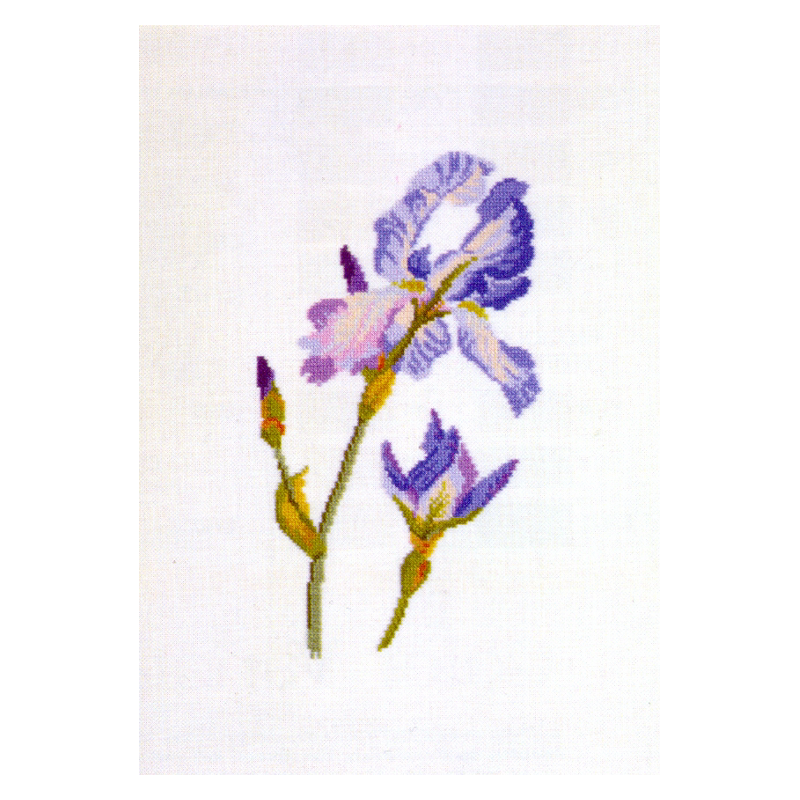 Fiche Iris bleu