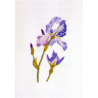 Fiche Iris bleu