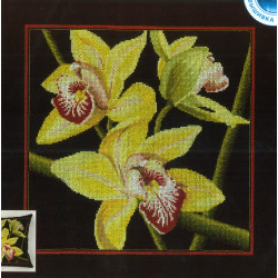 Kit Orchids cymbidium
