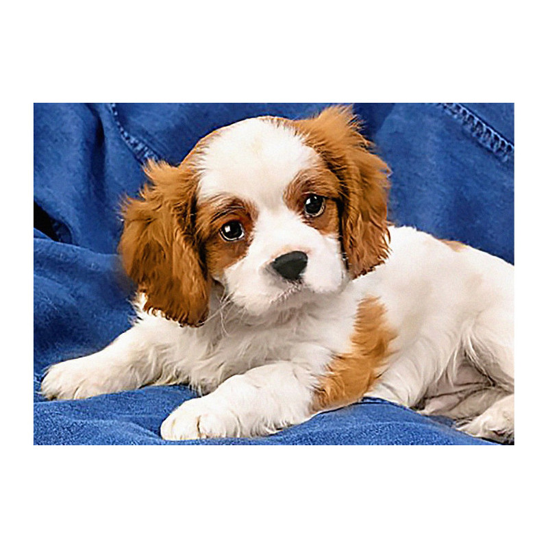 Kit Diamond painting Spaniel puppy