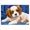 Kit Diamond painting Spaniel puppy