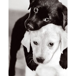 Diamond Painting Chiot blanc et noir